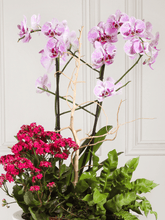Arreglo de Orquideas Orinoco (Solo en Medellín)